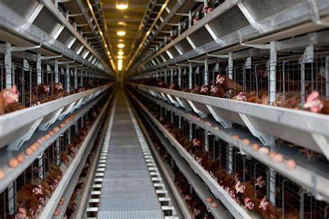 Foto van Maasdekking detail: twee derde overlapping en roestvaststalen haken