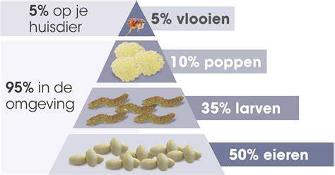 Grafiek: verhouding 5% vlooien op dier vs 95% in omgeving