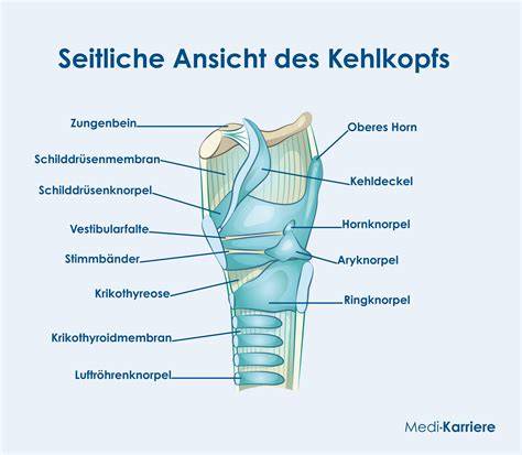 troffel-hoek-anatomie