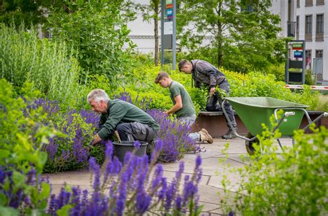 Hoveniers en stratenmakers aan het werk aan een Bleiswijkse tuin