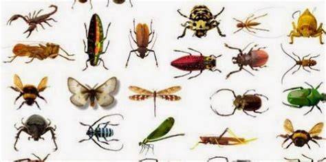 Infographic: Herkenning van veelvoorkomende vliegende insecten in huis en tuin