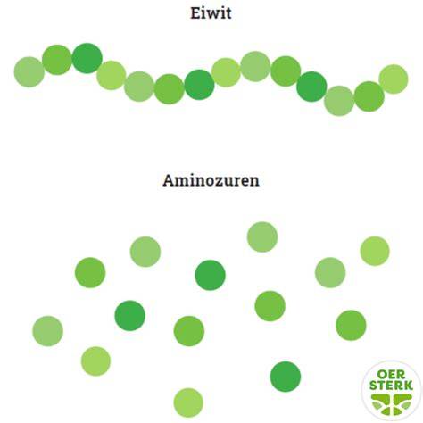 Infographic: sojaproeveelheid eiwit en aminozuurprofiel