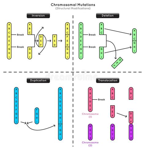 Infographic: Overzicht van dot-notatie vs bracket-notatie en mutaties