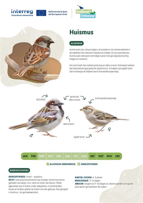 Infographic: Bescherming en nestplaatsen voor huismus
