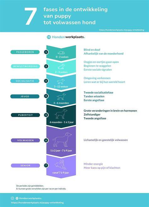 Infographic: ontwikkeling van wandtegels van tinglazuur tot machinale persing