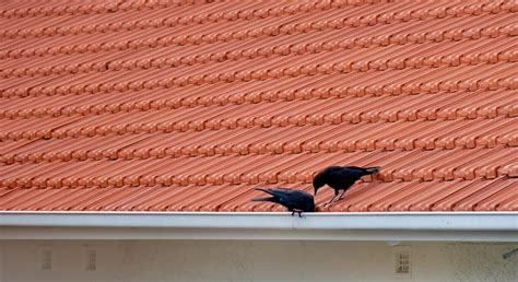 Infographic: Oorzaken en oplossingen voor vogels onder dakpannen