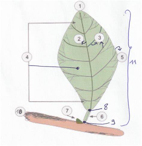 Afbeelding van verstekhoeken en kader rondom het blad