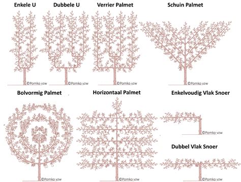 Infographic: Voorbeelden van leivormen en stepover fruitbomen langs een muur