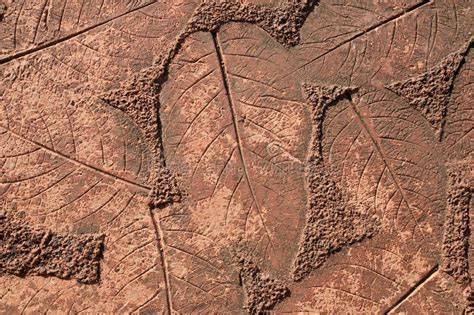 Afdruk van een groot blad in cement als tuinpadtegel