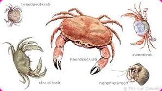 Overzicht van verschillende krabbensoorten die in de Noordzee voorkomen