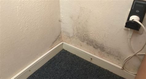 illustratie van schimmel op een vochtige muur