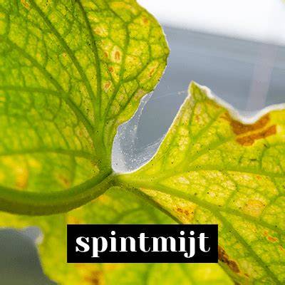 Checklist: preventie van ongedierte in keuken en bij kamerplanten