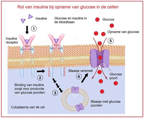 Diagram van cellulaire glasstructuur en dampdichtheid