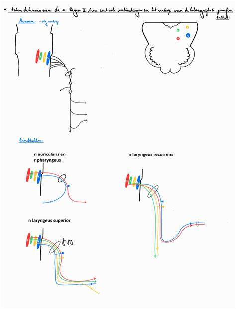 Infographic: Sifontypes en hun verbindingen