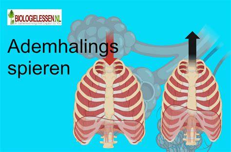 Diagram van het sluitmechanisme en het vergrendelingspad