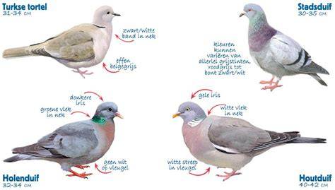 Infographic: Duiven op monumenten en hun impact