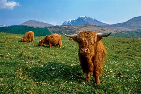 Impressieve Highland cattle in landscape infographic