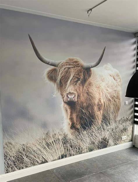Werkelijke maatwerkbehang met Schotse Hooglanders illustratie