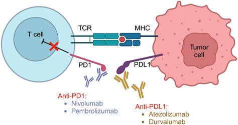 Schema van immuuntherapie: PD-1/PD-L1 blokkade en CTLA-4 blokkeer