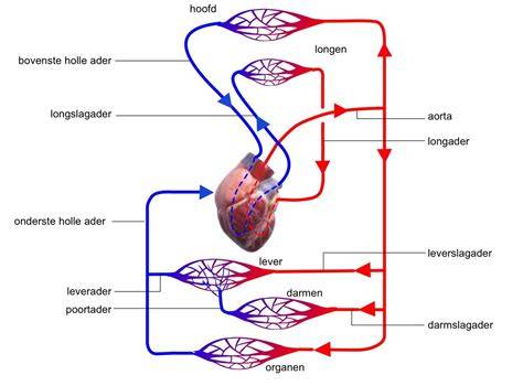 Diagram van lymfe- en bloedcirculatie met vochtbalans