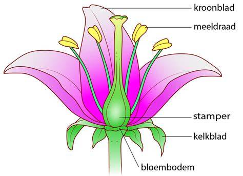 Infographic over 3D bloem patroon en diepte effecten