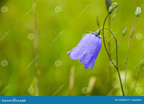 Gedetailleerde close-up van een roosterdeur met glaspanelen