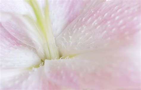 Een close-up van een leliebloem met zachte roze en witte tinten op een diepzwarte achtergrond, die de textuur en diepte van het behang benadrukt.