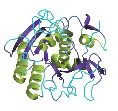 structuur van Proteinase K