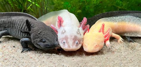 Vergelijking van warmteabsorptie door dakcoatings in verschillende kleuren