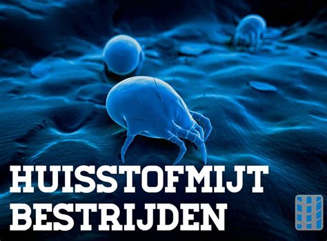 Infographic: Hoe huisstofmijt zich verspreidt en welke maatregelen helpen