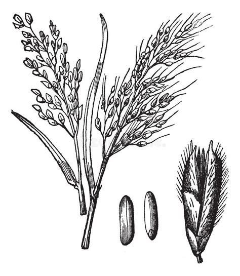 Illustratie van de Oryza sativa plant met details van de pluim en korrel.