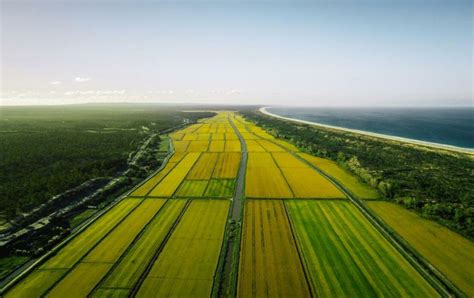 Landschap van de rijstvelden in Comporta, Portugal, met de typische groene kleur tijdens het groeiseizoen.