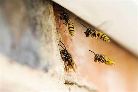 Illustratie: stappenplan inspectie en bestrijding wespen in spouwmuur