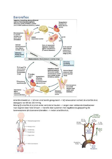 schematische-weergave-renovlies-behangproces