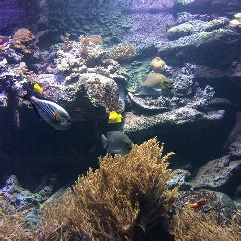 Afbeelding van de Amazonejungle en piranha's in het Zee Aquarium